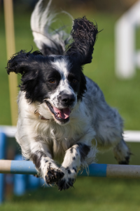 iStock Dog Jumping