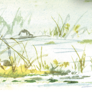 pond illustration 