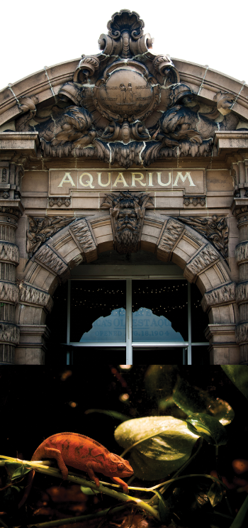 Belle Isle Aquarium