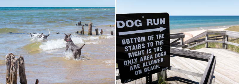 Beach dog, dog run sign