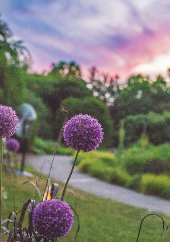 Purple allium blossoms at Fernwood Botanical Gardens