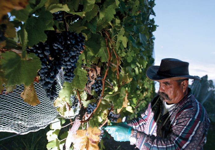 Harvesting merlot