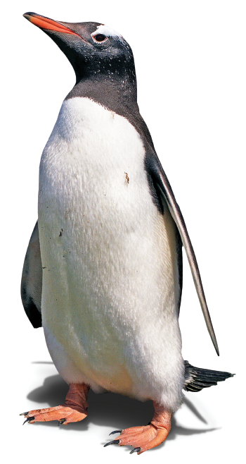 Gentoo penguin