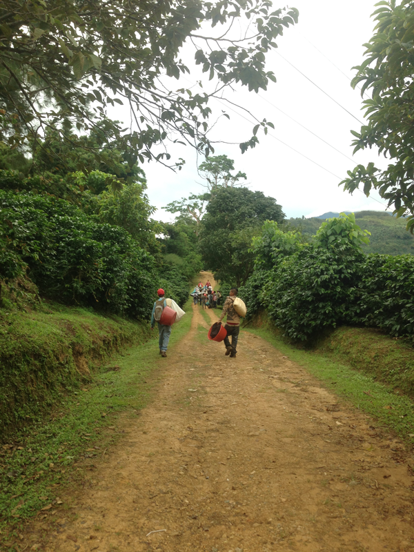 End of the day at coffee farm