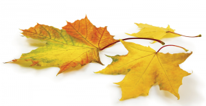 Autumn Leaves