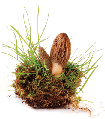 Morel