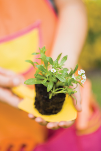 Flower in pot