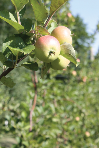 Nehou apples