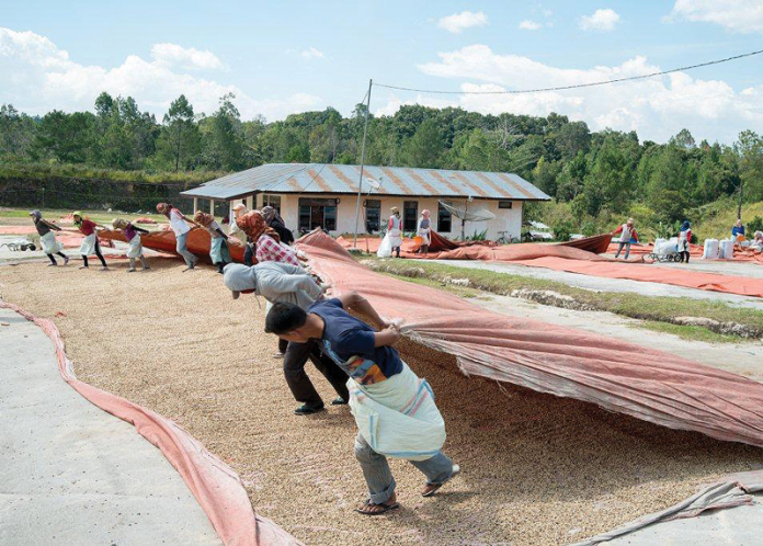 Schuil Coffee Drying on Flats Schuil Coffee Drying on Flats