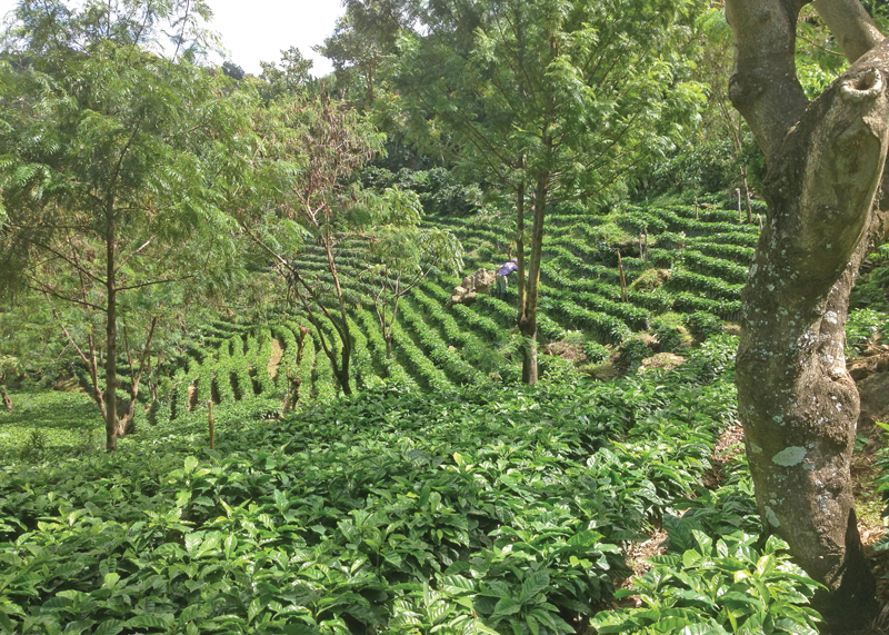 Schuil Coffee Nursery