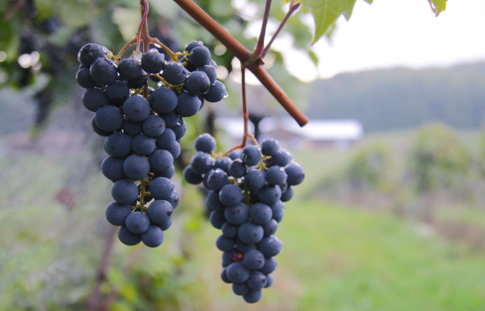 Marquette Grapes - Photography by Kim Schneider